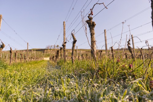 Weinberg mit Bodenfrost am Morgen vom 13. April mit -3°C